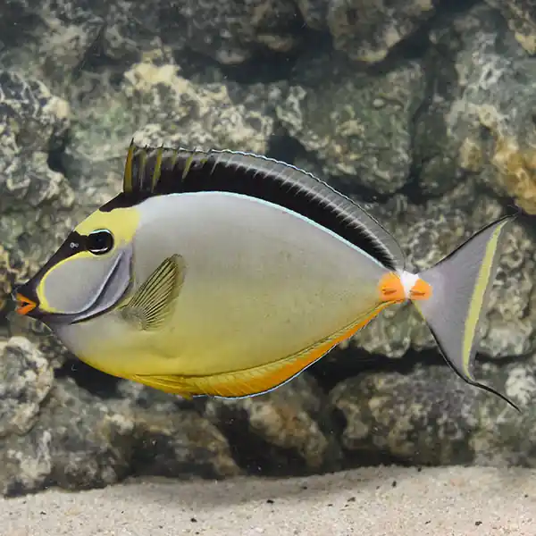Naso Tang - Large