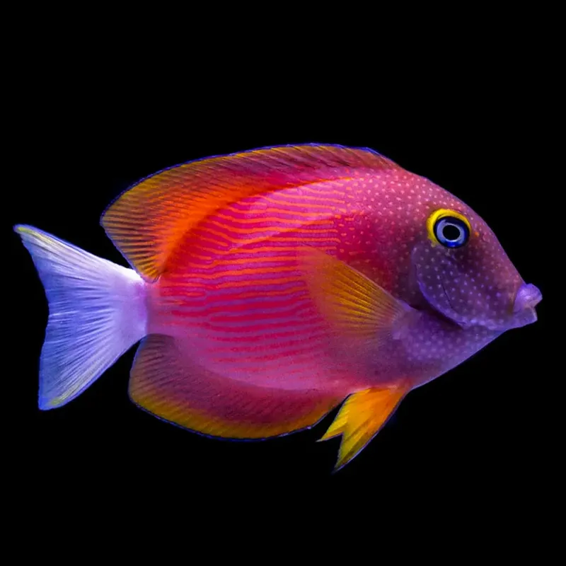 White Tail Bristletooth Tang - Large