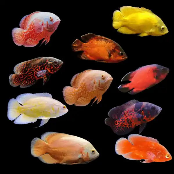 Oscar - Assorted 3.5-4in