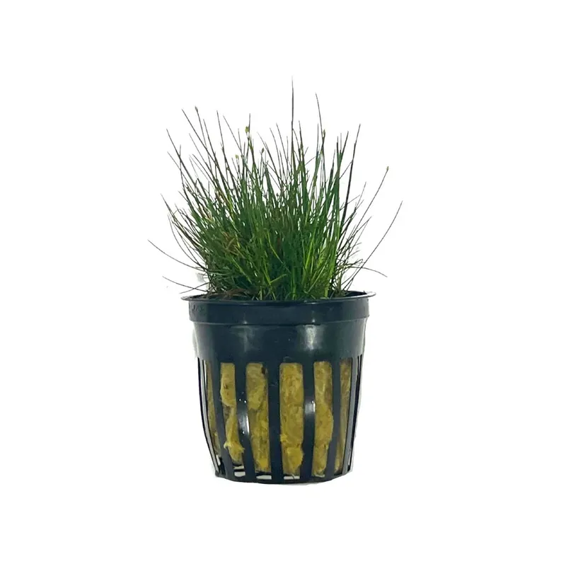 Dwarf Hairgrass - Potted (Eleocharis parvula)