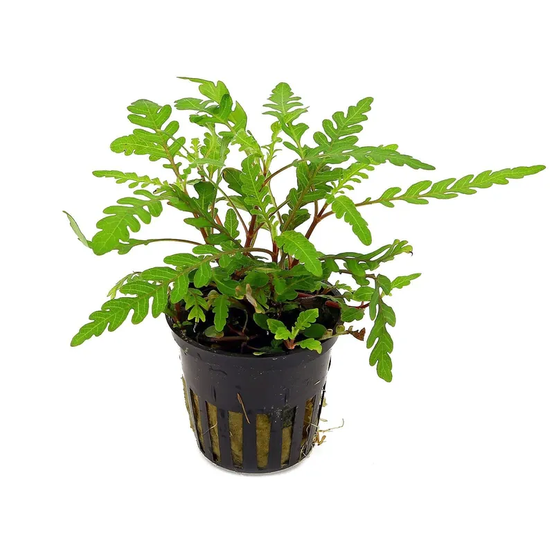 Hygrophila Pinnatifida — Potted | Live Freshwater Midground Plant - Squeaky's Aquatics