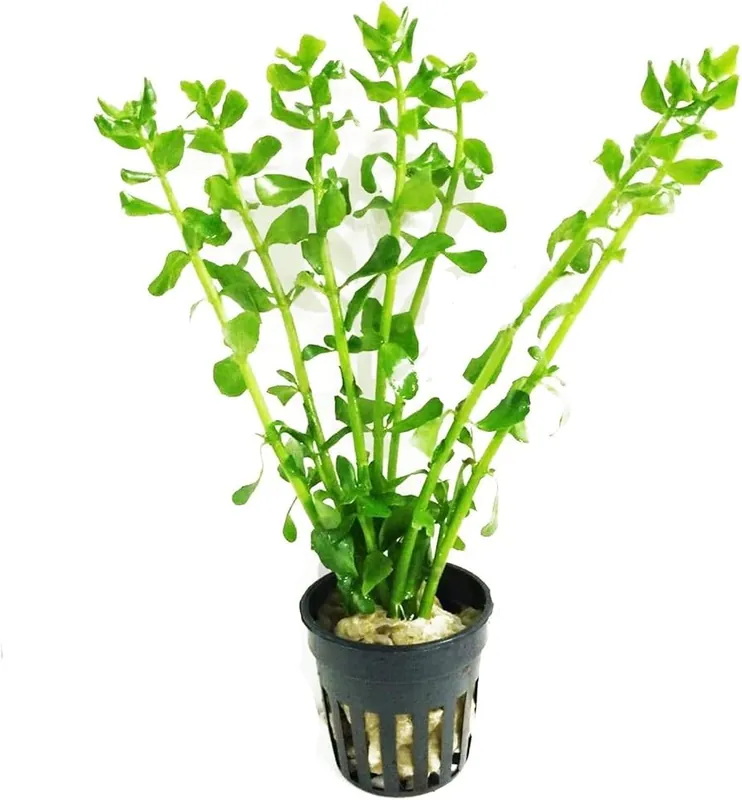Moneywort (Bacopa monnieri) - Potted