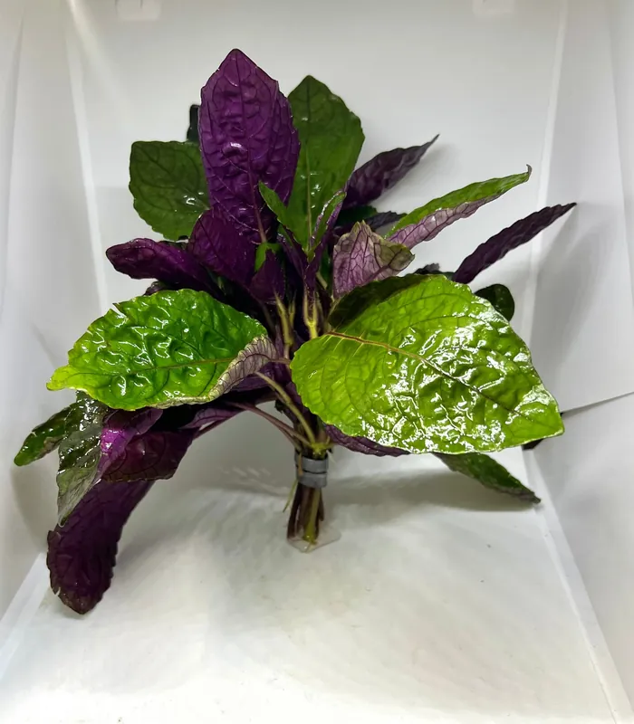 Purple Waffle (Hemigraphis colorata) - Squeaky's Aquatics