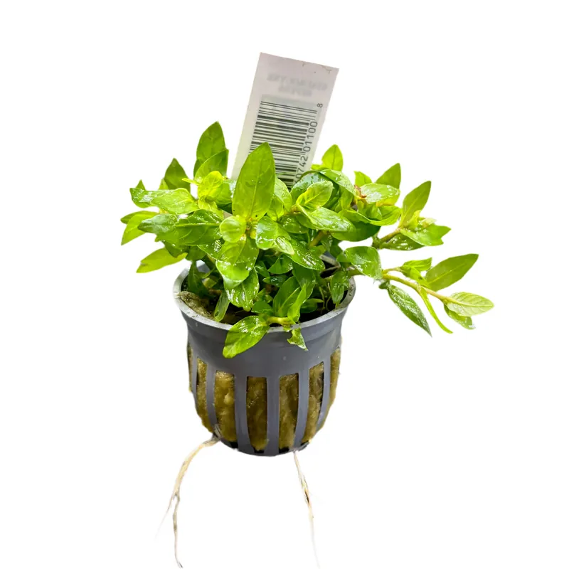 Staurogyne repens - Potted