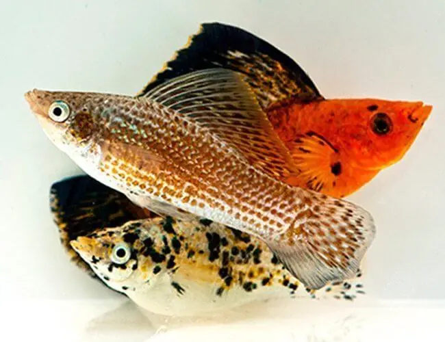 Sailfin Molly - Asst Saltwater Acclimated