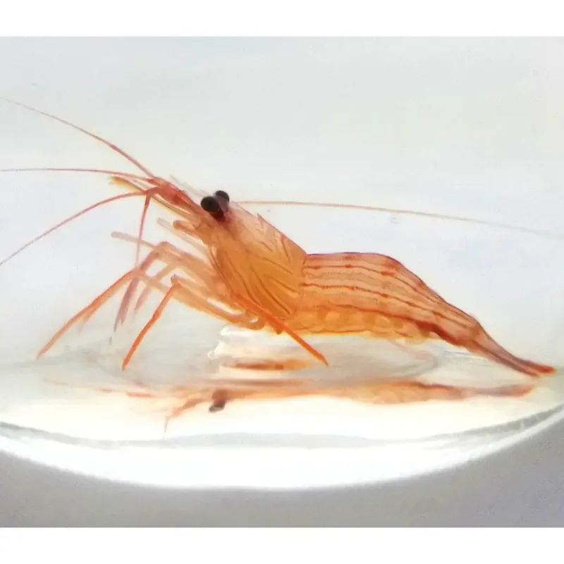 Peppermint Shrimp - Squeaky's Aquatics