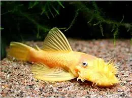 Bushy Nose Albino Gold - Squeaky's Aquatics