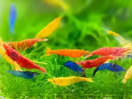 Shrimp - Assorted Dwarf Neocaridina