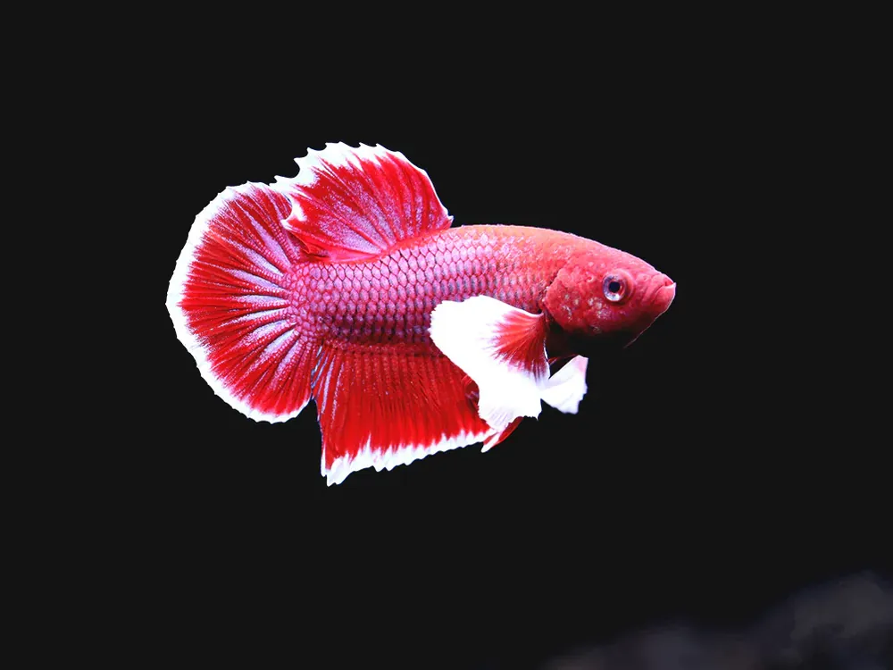 Dumbo Ear Half-Moon Male Betta (Betta splendens)