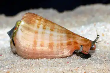 Tiger Sand Snail - Squeaky's Aquatics