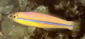 Neon Wrasse (Halichoeres melanurus) - Squeaky's Aquatics