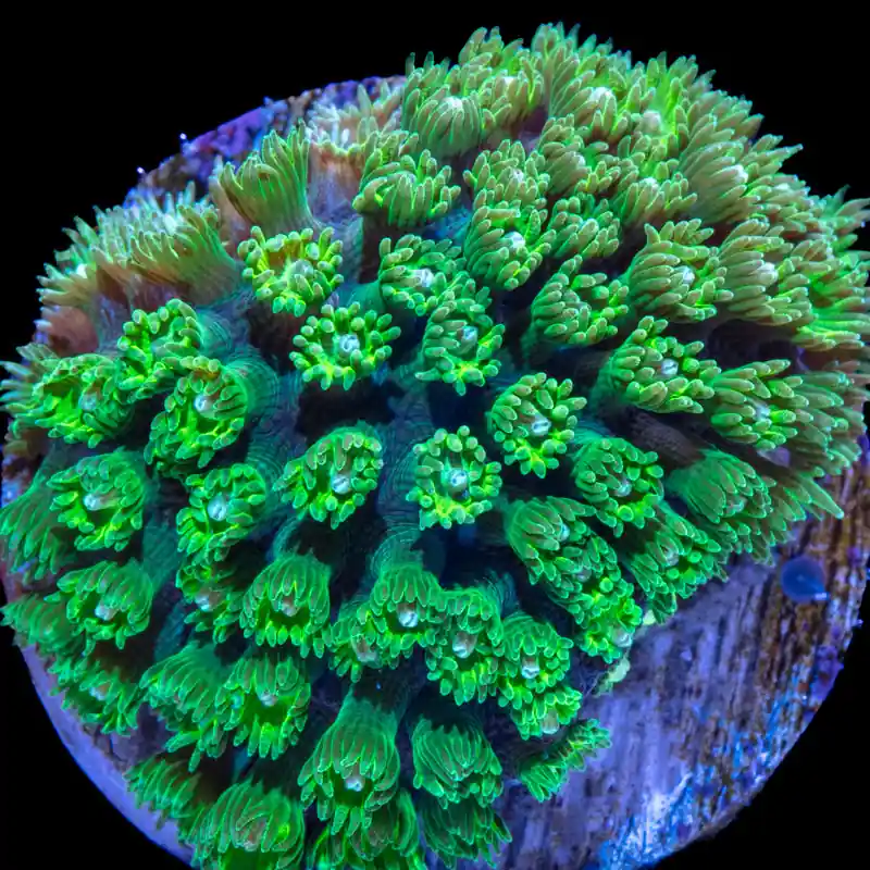 Zen Garden Micro Goniopora - Squeaky's Aquatics