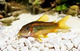 Orange Laser Corydoras (Corydoras sp. CW010) | Live Freshwater Community Fish - Squeaky's Aquatics