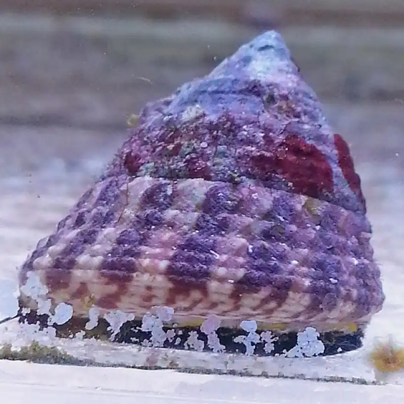 Red Banded Trochus Snails - Squeaky's Aquatics