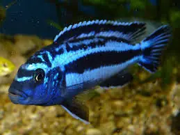 Electric Blue Johanni Cichlid (Pseudotropheus johannii) - Squeaky's Aquatics
