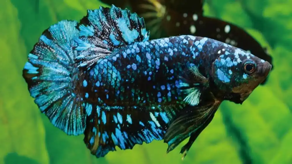 Avatar Plakat Betta - Male (Betta splendens)