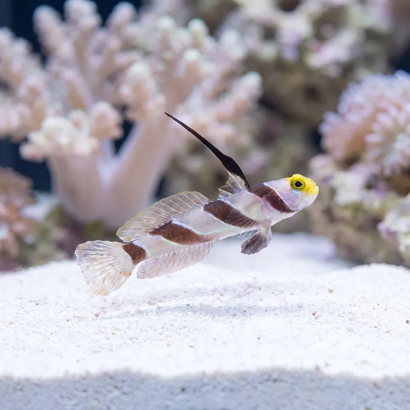 HiFin Banded Goby (Stonogobiops nematodes) - Squeaky's Aquatics