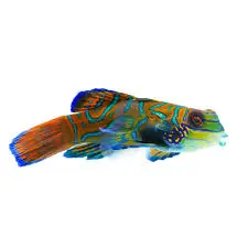 Green Mandarin Goby - Squeaky's Aquatics