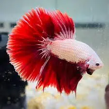 Red Dragon Shortfin Halfmoon Betta - Male (Betta splendens)