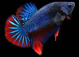Super Giant Shortfin Halfmoon Male Betta (Betta splendens) | Live Freshwater Fish - Squeaky's Aquatics