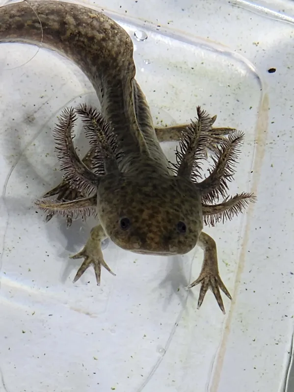 Wild Type Axolotl (Ambystoma mexicanum) | Live Freshwater Aquatic Salamander - Squeaky's Aquatics