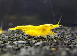 Yellow Fire Shrimp (Neocaridina davidi) - Grade A