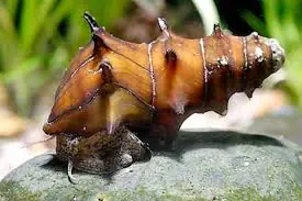 Bumblebee Pagoda Snail (Brotia pagodula) | Live Freshwater Invertebrate - Squeaky's Aquatics