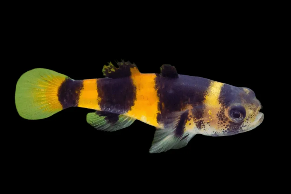 Bumble Bee Goby (Brachygobius doriae) - Squeaky's Aquatics