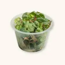 Red Root Floater (Phyllanthus fluitans) | Live Freshwater Floating Plant, Beginner - Squeaky's Aquatics