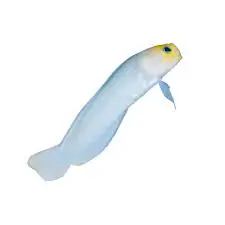 Pearly Jawfish (Opisthognathus aurifrons) - Squeaky's Aquatics