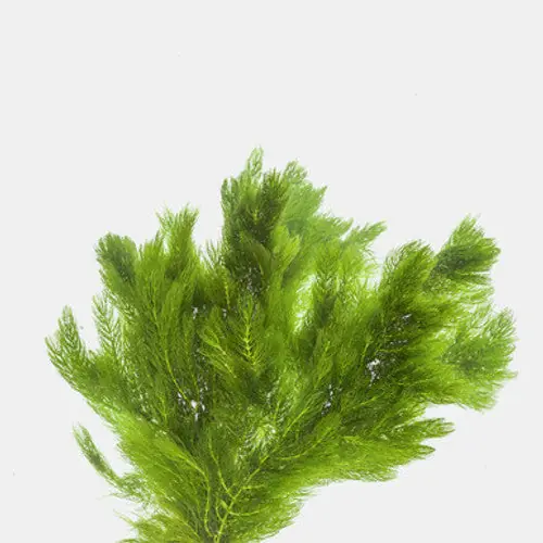 Hornwort (Ceratophyllum demersum) - Squeaky's Aquatics