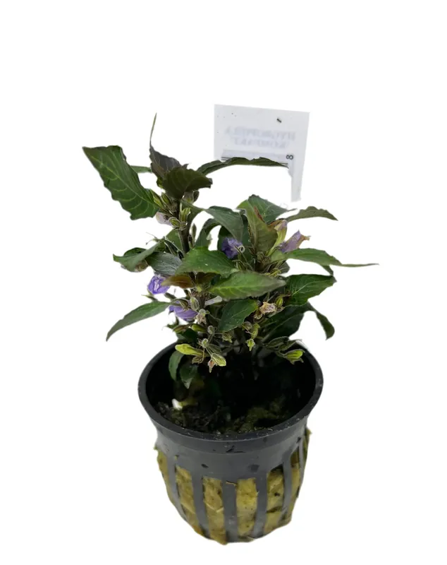 Compact Hygrophila (Hygrophila corymbosa 'Compact') - Potted