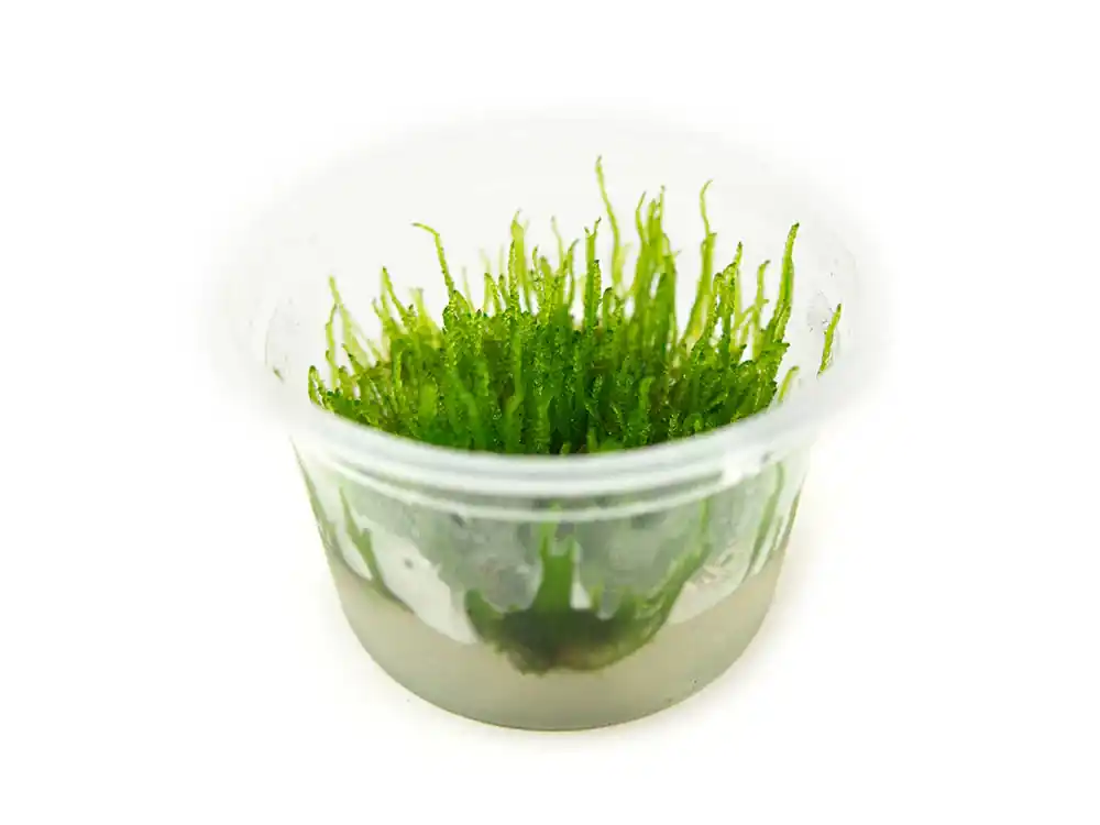 Flame Moss (Taxiphyllum 'Flame') - Squeaky's Aquatics