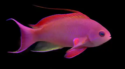 Lyretail Anthias Male (Pseudanthias squamipinnis) - Squeaky's Aquatics