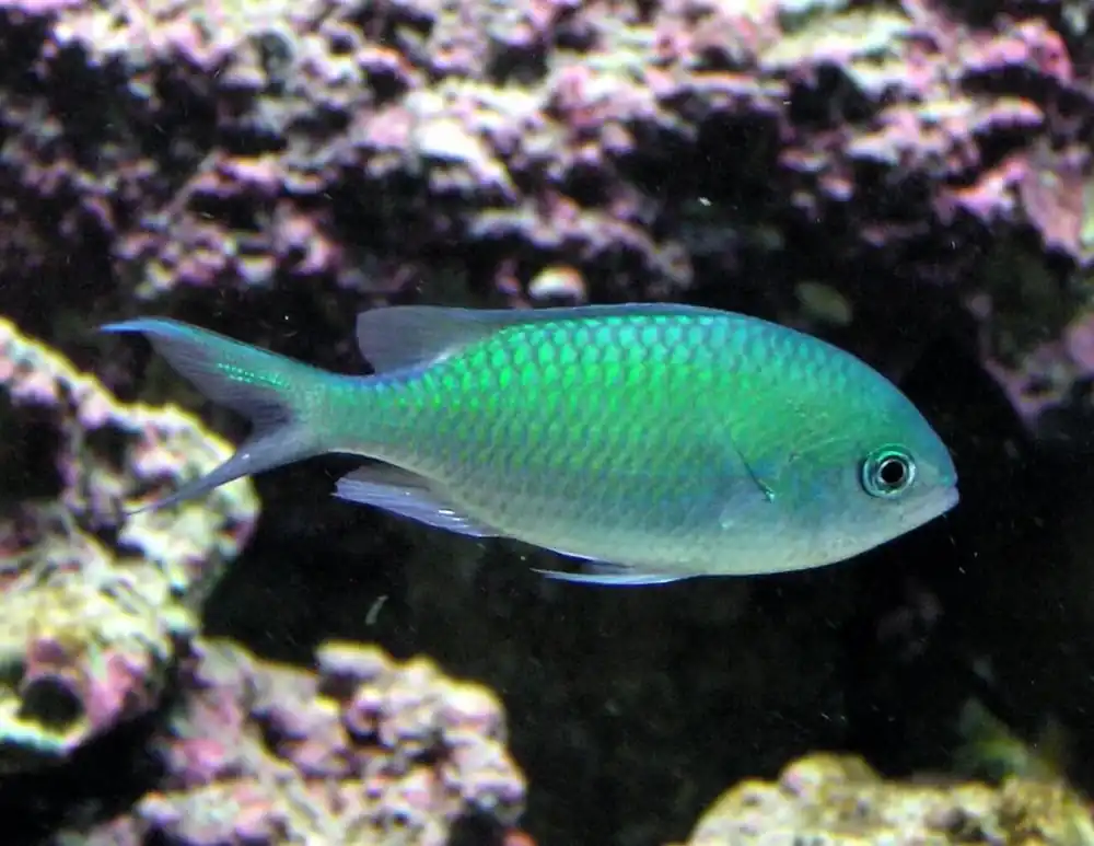 Blue Green Chromis (Chromis viridis) - Squeaky's Aquatics