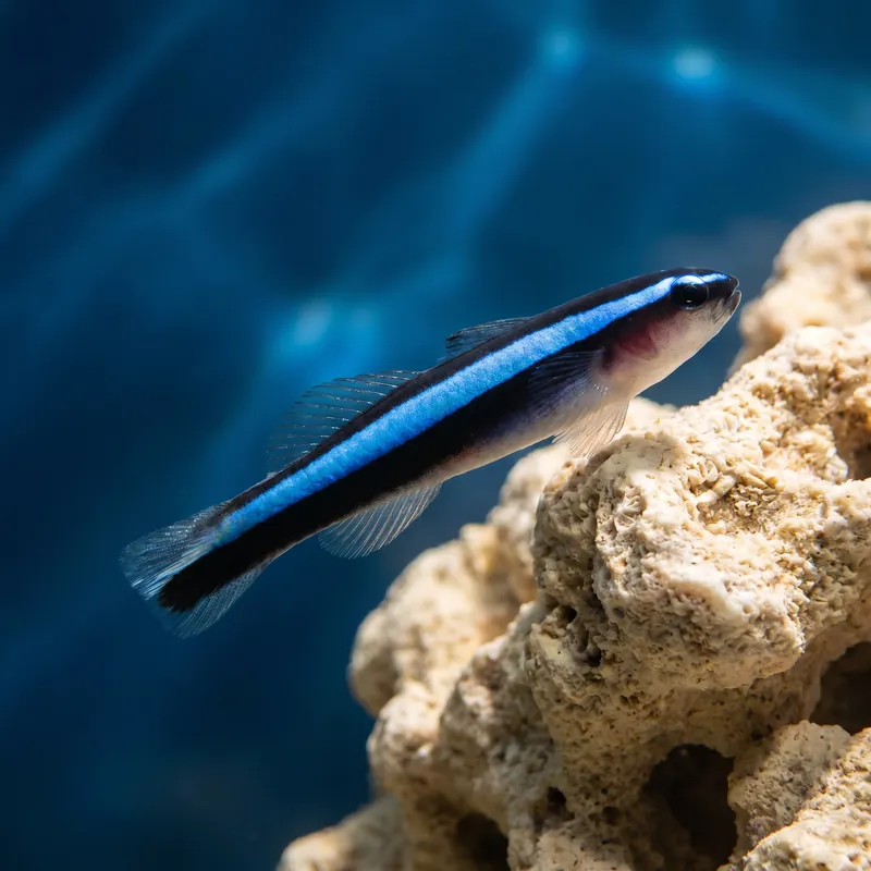 Neon Blue Goby (Elacatinus oceanops) - Squeaky's Aquatics