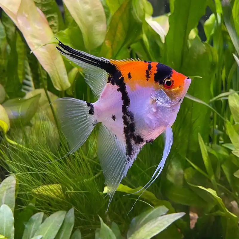 Koi Angelfish (Pterophyllum scalare) | Live Freshwater Semi-Aggressive Fish