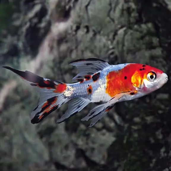 Shubunkin Goldfish (Carassius auratus) - Squeaky's Aquatics