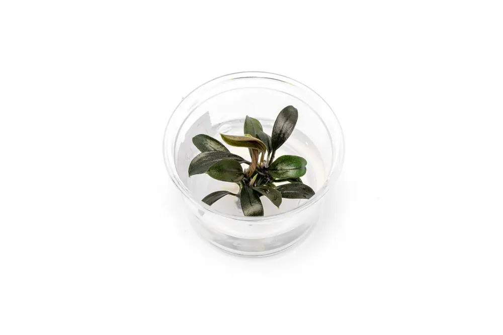 Bucephalandra 'Kapuas Brownie Ghost' (Bucephalandra sp.) — Tissue Culture Cup | Freshwater Live Plant - Squeaky's Aquatics