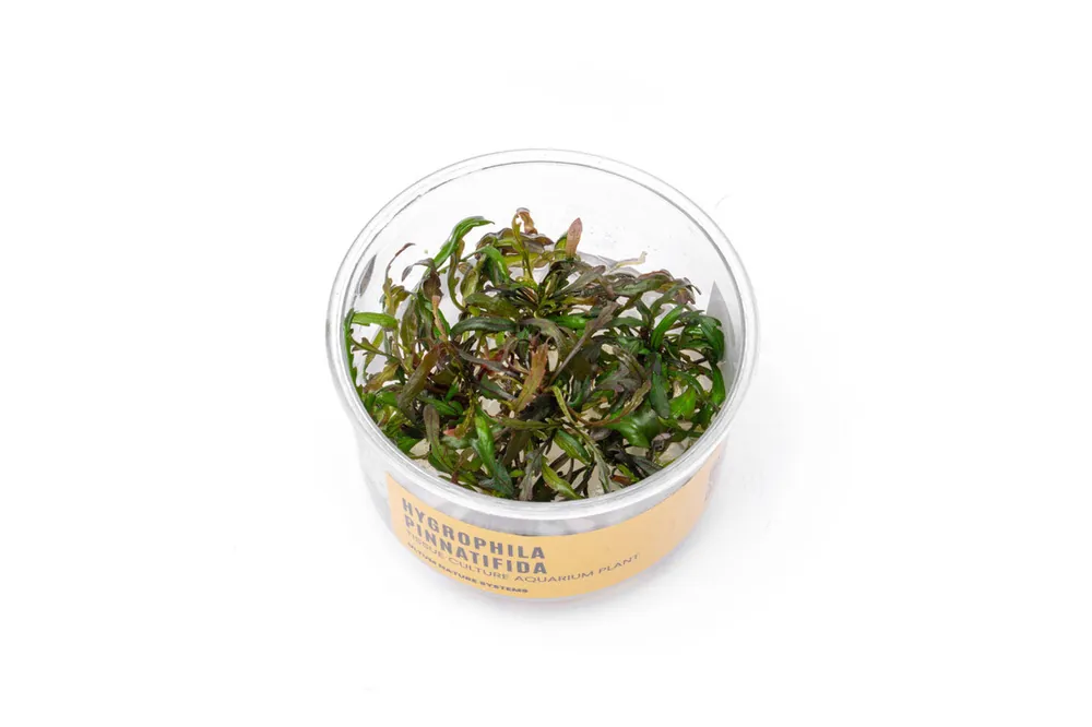 Hygrophila Pinnatifida - Cup