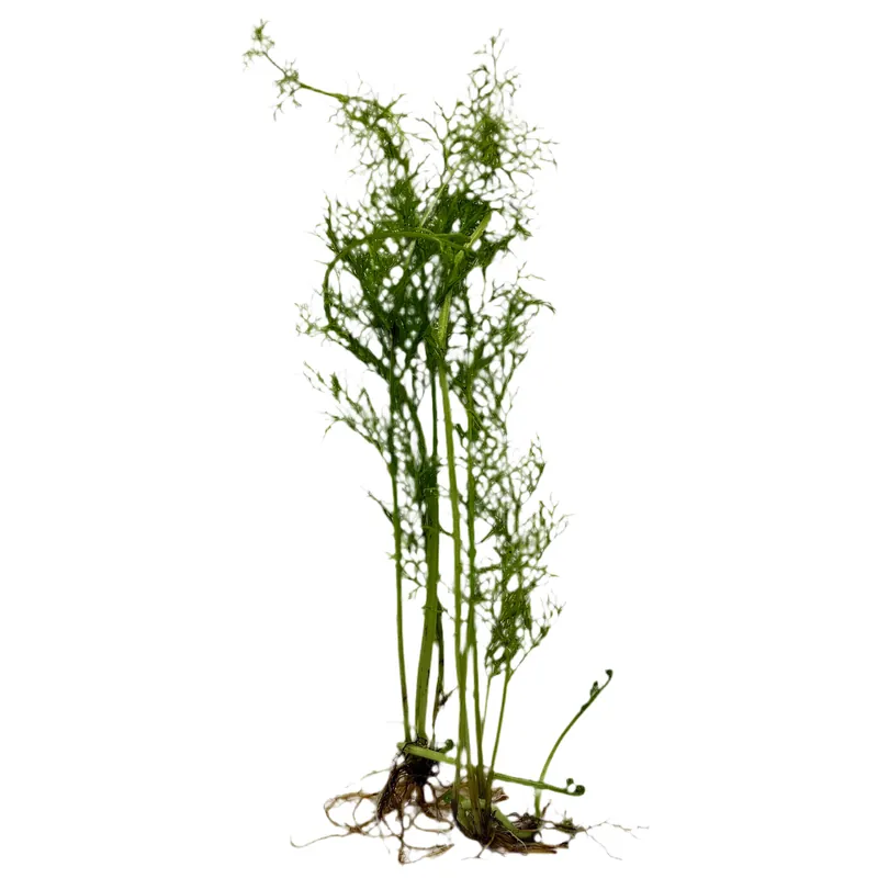 Water Sprite (Ceratopteris thalictroides) - Unpotted