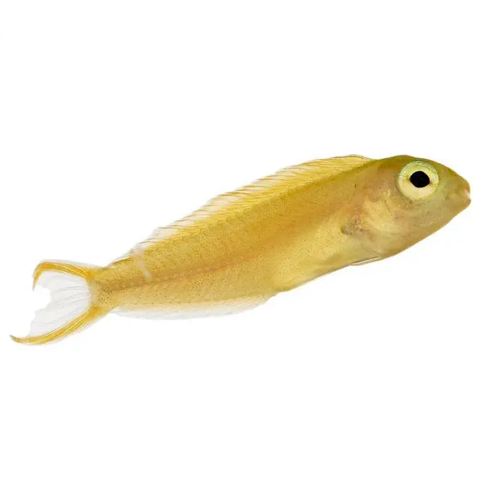 Canary Blenny (Meiacanthus oualanensis) | Live Saltwater Reef Fish - Squeaky's Aquatics