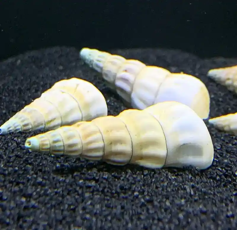 White Hercules Snail (Brotia herculea) - Algae Eater