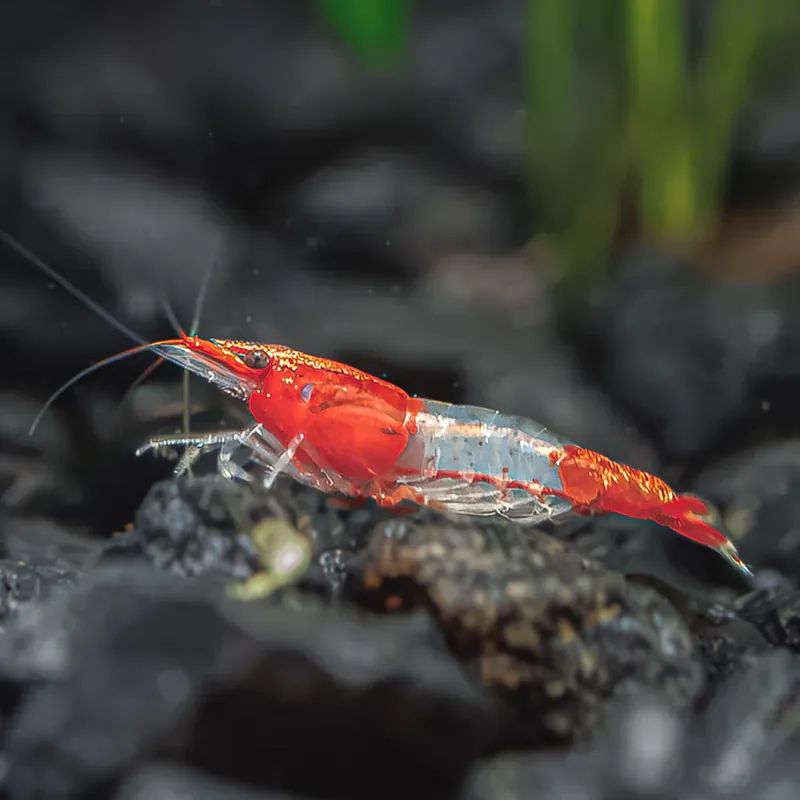 Rili Red Shrimp (Neocaridina davidi) — Grade A | Freshwater Invertebrate - Squeaky's Aquatics