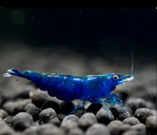 Blue Diamond Shrimp (Neocaridina davidi) — Grade A - Squeaky's Aquatics