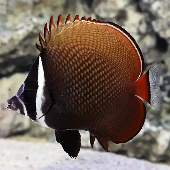 Pakistani Butterflyfish (Chaetodon collare) - Medium | Saltwater