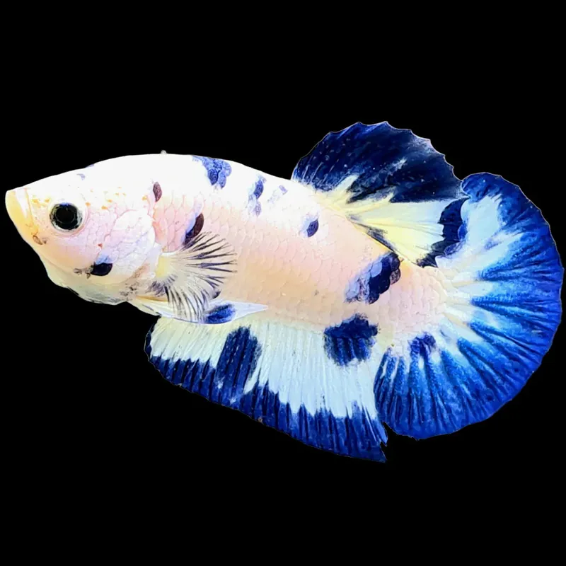 Blue Marble Alien Plakat Betta - Squeaky's Aquatics