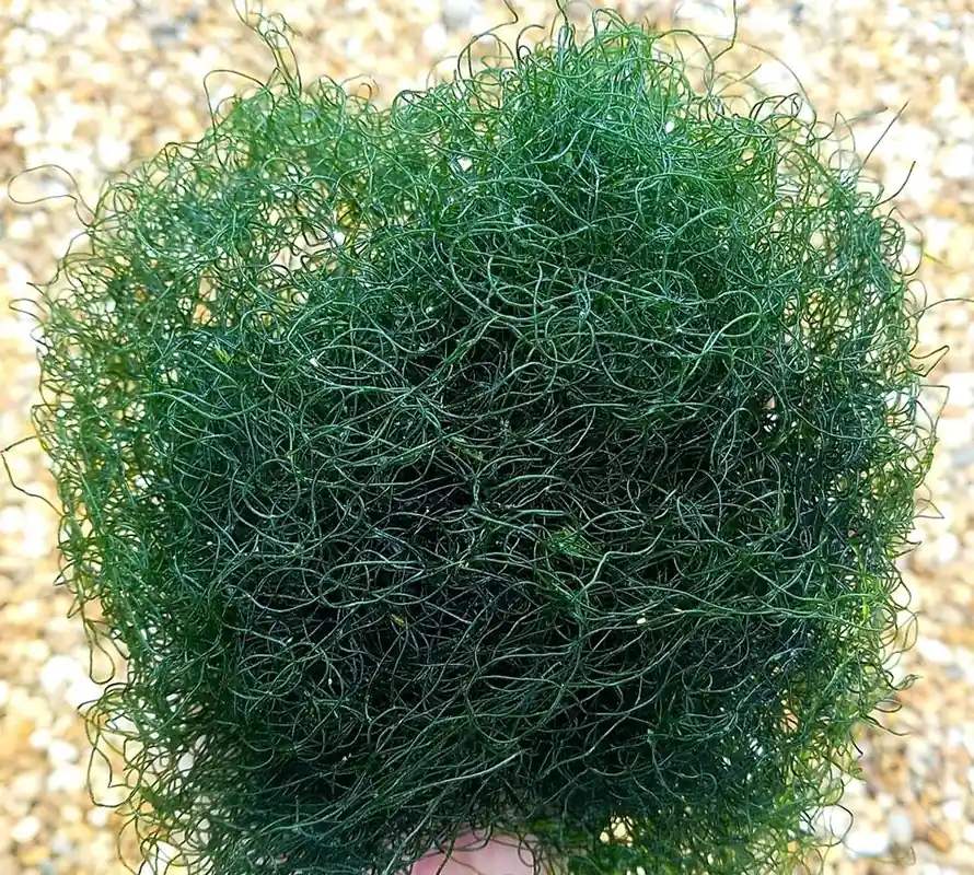 Chaetomorpha Macro Algae (Chaetomorpha linum) | Live Saltwater Refugium Algae - Squeaky's Aquatics