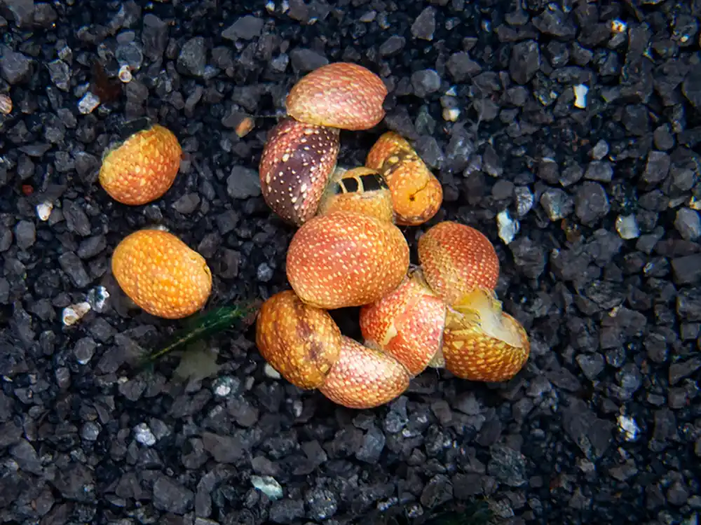 Pink Lady Nerite Snail - Algae Eating