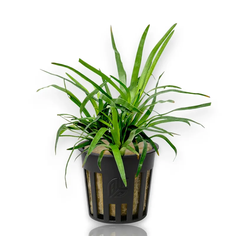Eriocaulon sp. Vietnam - Carolina Aquatics